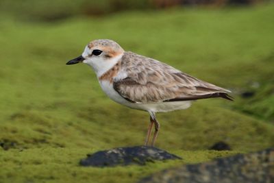 Side view of a bird on land