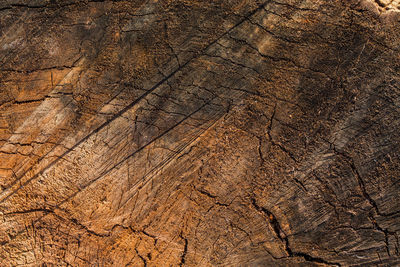 Full frame shot of saw cut of an old tree