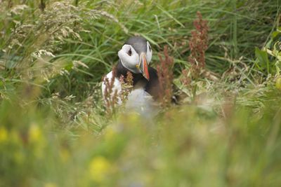 Close-up of bird on field