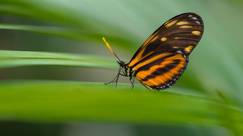 Butterfly on leaf