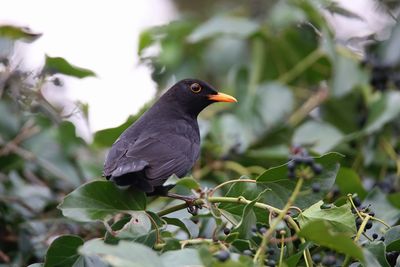 Close-up of bird perching on plant