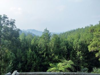 Scenic view of forest against sky