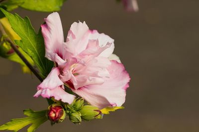 Close-up of pink flowers