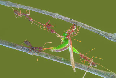 Close-up of caterpillar on leaf