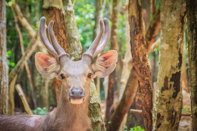 Portrait of deer