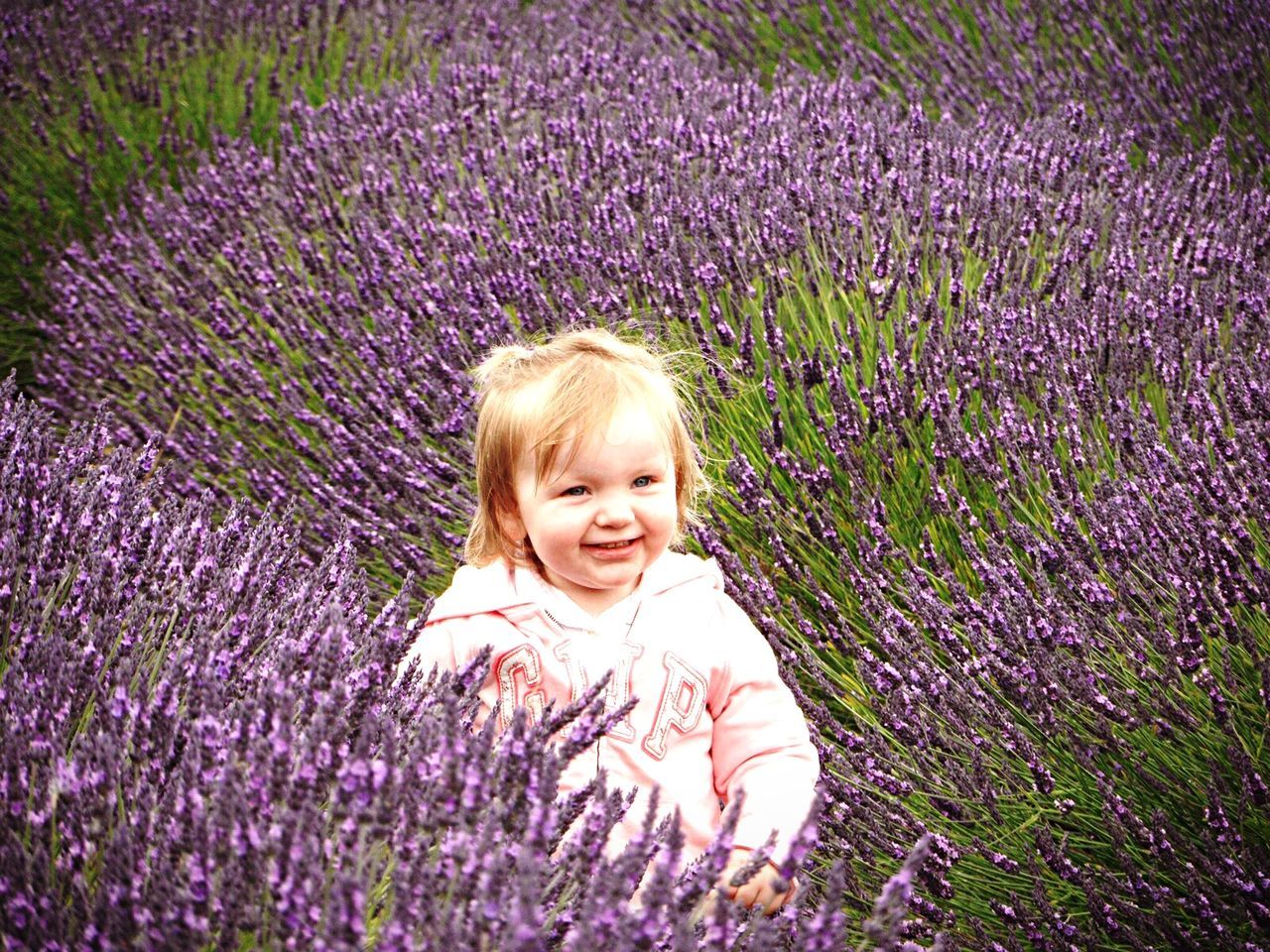 Lavender fields