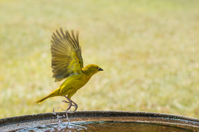 Close-up of bird perching on leaf