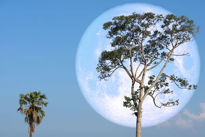 Low angle view of tree against blue sky