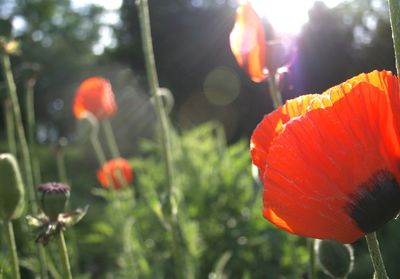 Close-up of red poppy flower