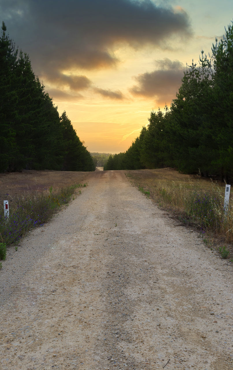 EMPTY ROAD ALONG TREES ON LANDSCAPE AT SUNSET