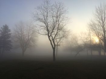 Bare trees on field during foggy weather