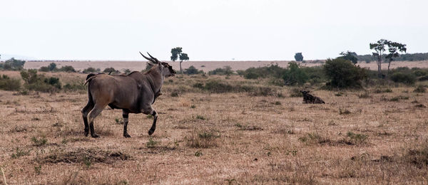 Side view of mammal on field against clear sky