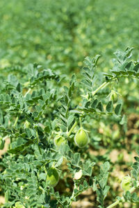 Close-up of fruit growing on field