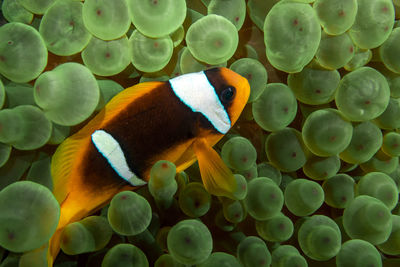 A red sea anemonefish - amphiprion bicinctus - in egypt