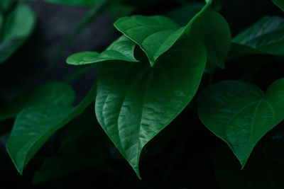 Close-up of green leaves