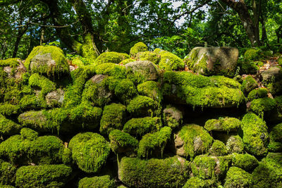 Moss covered rocks in garden