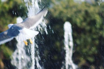 View of bird flying over water