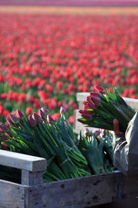 Close-up of flowers in market