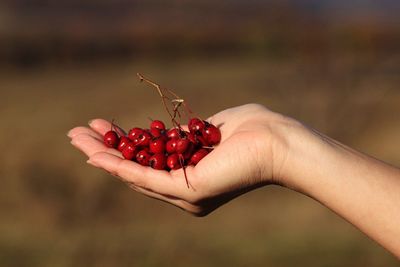 Close-up of hand holding red berries