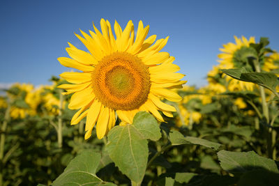 Close-up of yellow sunflower on field against sky