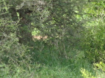 Full frame shot of plants in forest