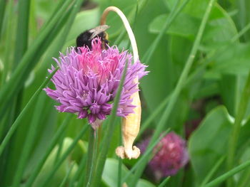 Close-up of honey bee on thistle flower