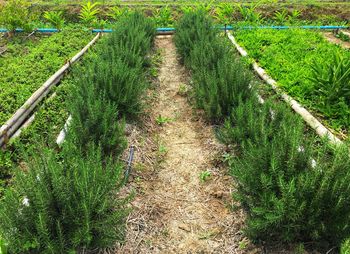 Plants growing on field