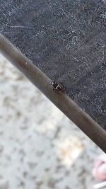 High angle view of insect on rusty metal