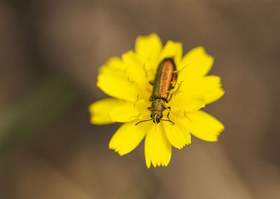 Close-up of butterfly pollinating on yellow flower