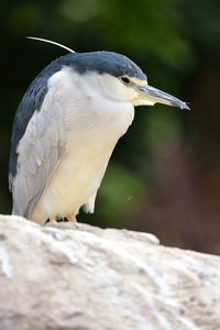 Portrait of a black crowned night heron on a rock 