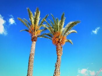 Low angle view of palm trees against blue sky on sunny day