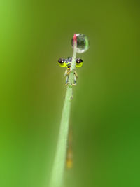 Close-up of insect on leaf