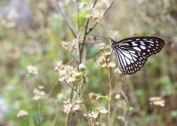 Close-up of butterfly pollinating on flower