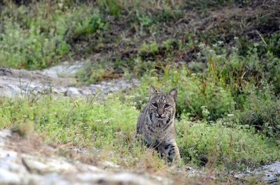 A wild bobcat foraging for food in florida.