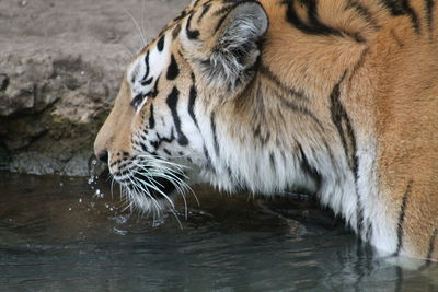 Close-up of a tiger drinking water