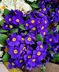 High angle view of purple flowering plants