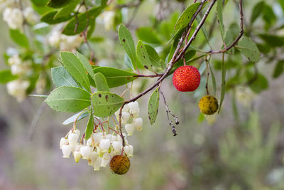 Close-up of arbutus growing on tree