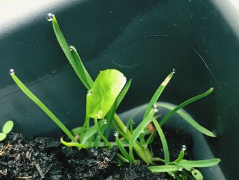 High angle view of wet plant