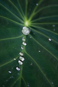 Close-up of water drops on leaf