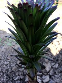 Close-up of succulent plant