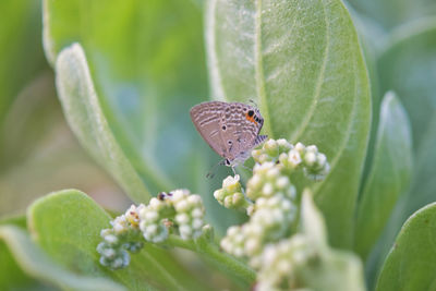 Close-up of butterfly pollinating on flower