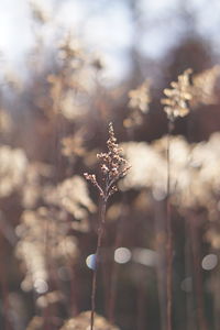 Close-up of plant on field