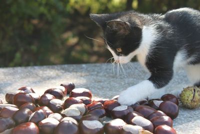 Cat looking away on pebbles