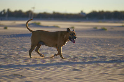 Side view of dog running on field