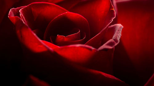 Close-up of red rose against black background