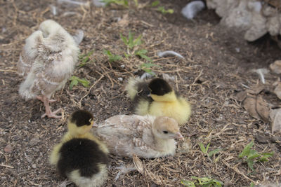 High angle view of ducklings on field