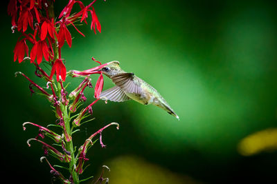 Ruby-throated hummingbird rchilochus colubris feeding on a cardinal flower lobelia cardinalis.