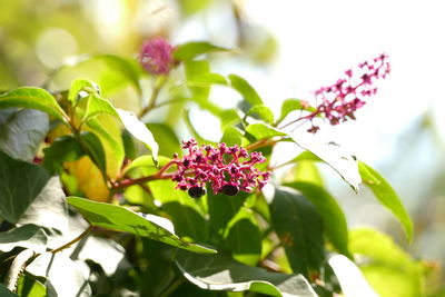 Close-up of pink flowering plant