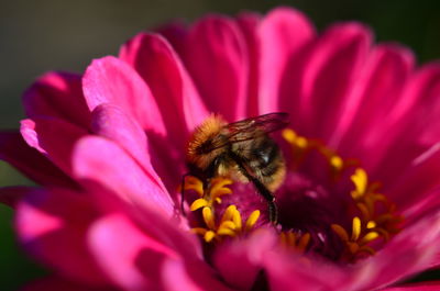 Close-up of bumblebee pollinating pink flower