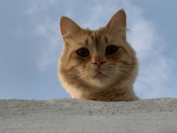 Portrait of ginger cat against sky